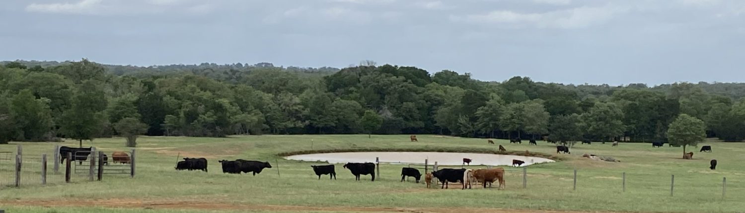 Rainy Day Ranch