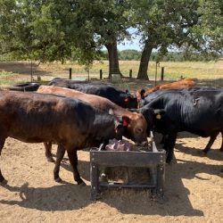 Akaushi F1 Replacement Heifers