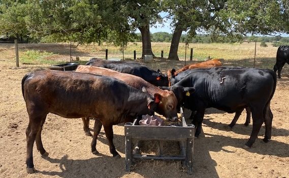 Akaushi F1 Replacement Heifers