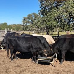 Bred Cows for Sale